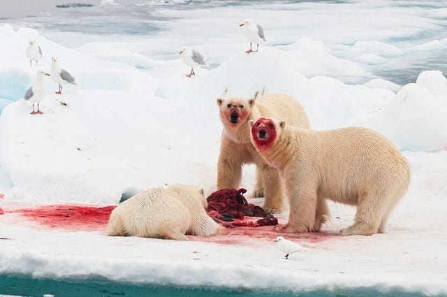 Fauna salvaje Svalbard
