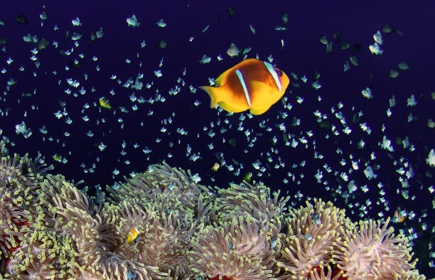 Lee más sobre el artículo BUCEO EN MAR ROJO